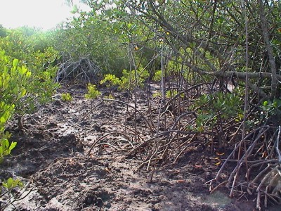 mangrove1237.jpg