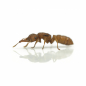 Preview: Mystrium oculatum