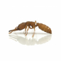 Preview: Mystrium oculatum