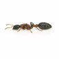 Preview: Tetraponera rufonigra