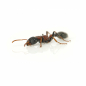 Preview: Tetraponera rufonigra