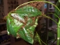 Preview: Oecophylla smaragdina (asiatische Weberameisen)