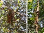 Preview: Oecophylla smaragdina (asiatische Weberameisen)
