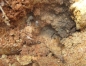 Preview: Camponotus cf. albosparsus