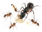 Preview: Camponotus fellah