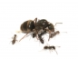 Preview: Lasius niger (Schwarze Wegameise)