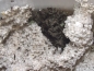 Preview: Formicariengranulat  1000ml - weiß