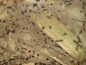Preview: Polyrhachis dives (Weberameisen)