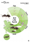 Preview: Poster - Ant life cycle - Lasius niger