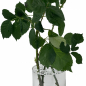 Preview: Arena Vase 10x20cm aus Glas