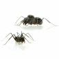 Preview: Camponotus fellah