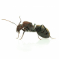 Preview: Camponotus vestitus