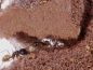 Preview: ANTCUBE - Digfix plate 20x10 - S