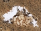 Preview: Lasius niger ( Schwarze Wegameise)