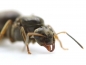 Preview: Lasius niger ( Schwarze Wegameise)