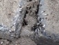 Preview: Lasius niger ( Schwarze Wegameise)