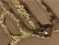 Preview: Messor barbarus