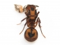 Preview: Acromyrmex cf. coronatus