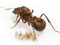Preview: Acromyrmex cf. coronatus