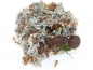 Preview: Atta cephalotes (bicolor)