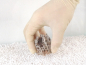 Preview: ANTCUBE - Starter kit for leaf cutting ants - small