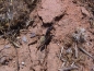 Preview: Camponotus fulvopilosus (goldfarbend)