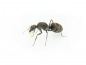 Preview: Camponotus parius