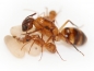 Preview: Camponotus substitutus - helle Variante
