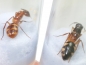 Preview: Camponotus cf. substitutus (helle Variante)