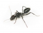 Preview: Cataglyphis niger