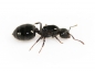 Preview: Crematogaster cerasi