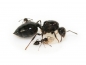 Preview: Crematogaster cerasi