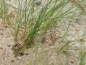 Preview: Formica (Serviformica) cinerea
