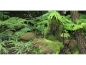 Preview: Fotorückwand - Dschungel - 60x30