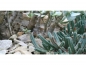 Preview: Fotorückwand - Wüste - 60x30
