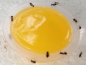 Preview: Jelly Food gelbe Banane 16g