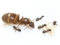 Preview: Lasius brunneus (Braune Holzameise)