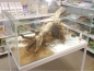 Preview: Lasius brunneus (Braune Holzameise)