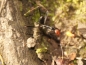 Preview: Leptomyrmex erythrocephalus