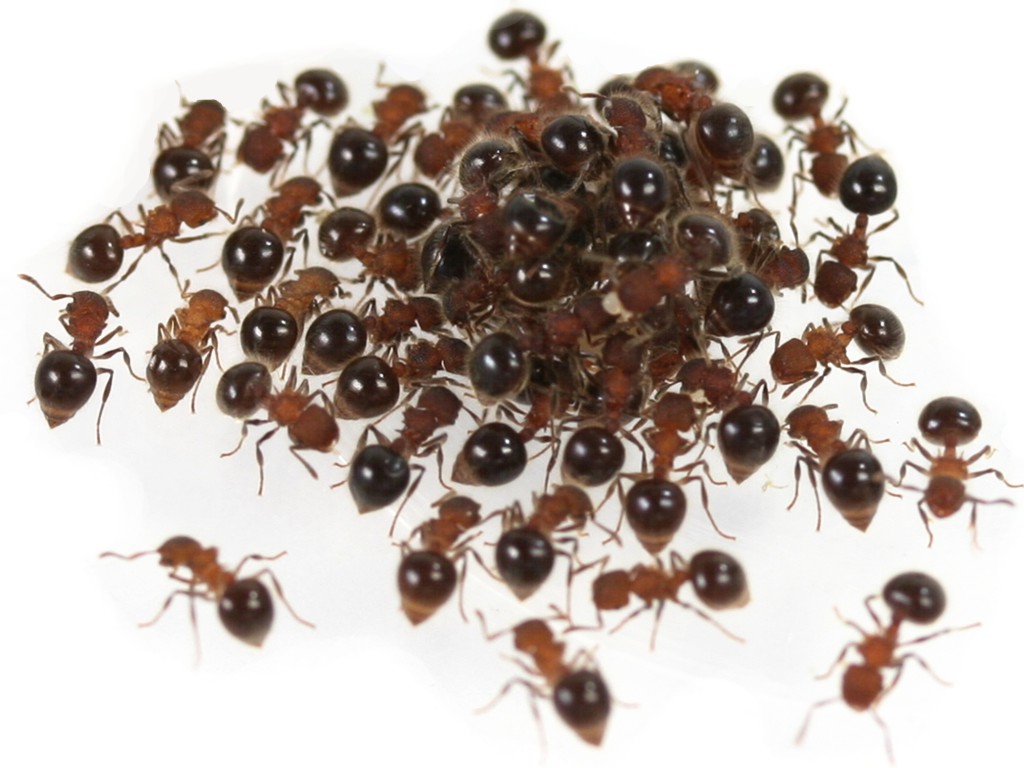 Preview: Meranoplus bicolor