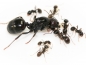 Preview: Messor barbarus