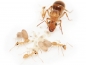 Preview: Myrmecocystus navajo (Honigtopfameisen)