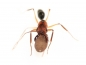 Preview: Odontomachus erythrocephalus (Schnappkiefer)