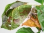 Preview: Oecophylla smaragdina (australische Weberameisen)
