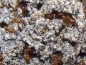 Preview: Pilz von Acromyrmex octospinosus