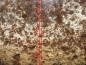 Preview: Pilz von Acromyrmex octospinosus