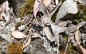 Preview: Polyrhachis ammon