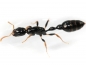Preview: Tetraponera allaborans