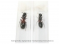 Preview: Camponotus herculeanus (Schwarze Rossameise)