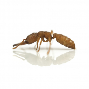 Mystrium oculatum